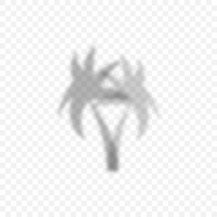 Wall Mural - Palm tree silhouette. Shadow Palm tree, isolated on transparent background. Transparent background. Vector illustration