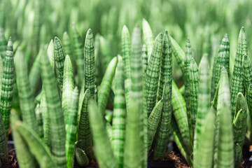  Abstract fresh green Ivory cactus.close up background.