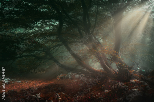 Cuadros en Lienzo fantasy deep forest with sun rays