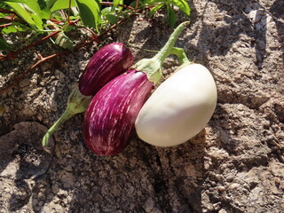 Sticker - Courges rouge et blanche sur une pierre