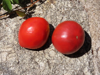 Poster - Tomates sur une pierre