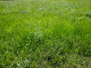 Wall Mural - green grass background, close up and full frame