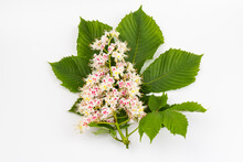 Horse-chestnut (Aesculus Hippocastanum, Conker Tree) Flowers And Leaf On  White Background