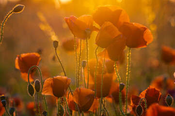 Wall Mural - poppy meadow in the light of the setting sun
