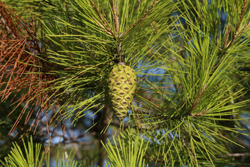  Green cones on the branches of a Mediterranean pine tree