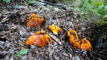 Lobster Mushrooms ( Hypomyces Lactifluorum) Growing From The Forest Floor. Edible Mushrooms Growing In The Wild.