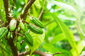 Wall Mural - Fresh raw cocoa fruit from cacao tree