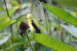 Male Goldfinch Amidst Milkweed and Coneflowers