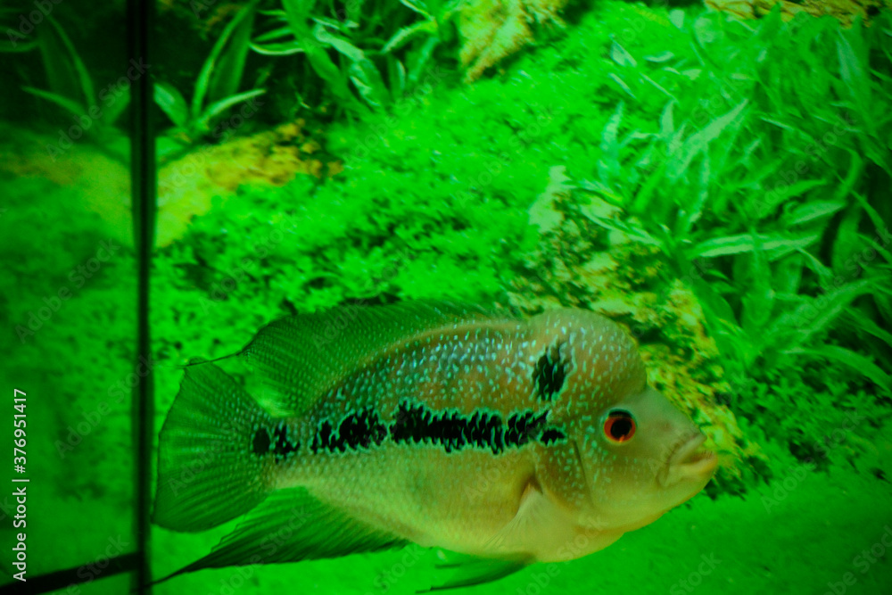 Flowerhorn is one of the most well-known ornamental fish kept in ...