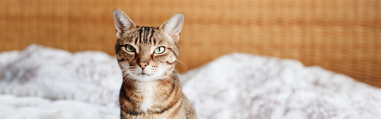 Beautiful pet cat sitting on bed in bedroom at home looking in camera. Relaxing fluffy hairy striped domestic animal with green eyes. Adorable furry kitten feline friend. Web banner header.