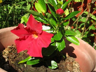 flower in a pot