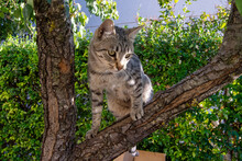 Gato Subido A Un árbol