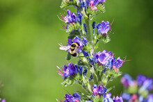 Blue Melliferous Flowers - Blueweed (Echium Vulgare). Viper's Bugloss Is A Medicinal Plant. Bumblebee Collects Nectar. Macro.