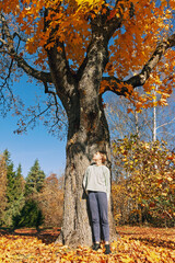 Wall Mural - Teenage girl standing under yellow maple tree in autumn. Maple tree in the park in fall with happy lonely young girl