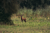 Fototapeta Sawanna - Red deer stag roaring during rutting season in autumn.