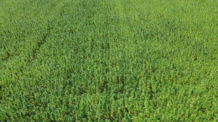 Wall Mural - Aerial view of a beautiful marijuana CBD hemp field revealing horizon