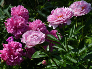 Wall Mural - beautiful pink peonies blooming in the garden. peony flowers close-up.