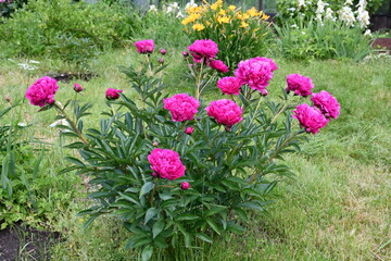 Wall Mural - blooming peony bush in the garden. raspberry-colored peonies.