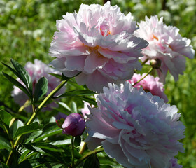 Wall Mural - beautiful pink peonies blooming in the garden. peony flowers close-up.