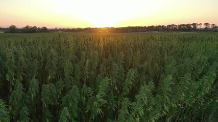 Wall Mural - Aerial view of a beautiful marijuana CBD hemp plants revealing horizon and field in sunset