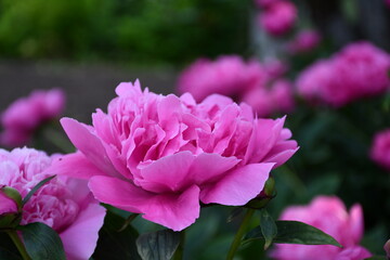 Wall Mural - beautiful pink peonies blooming in the garden. peony flowers close-up.