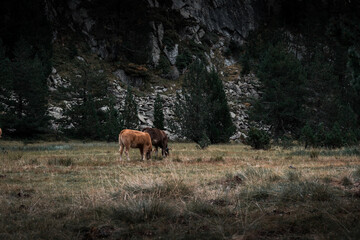 Image of two wild cows, eating grass, in the mountains of the Catalan Pyrenees