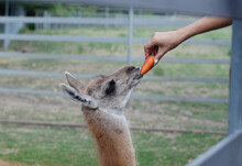 Guanacos Are Fed Carrots In The Zoo Through The Fence