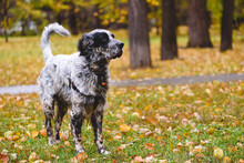 Healthy And Good Looking Senior English Setter Dog Walking Off Leash In Park On Autumn Day