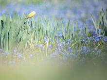 Budding Daffodils And A Blue Flowerbed Of Muscari