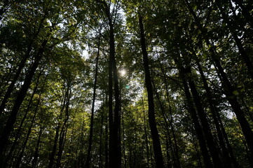 Wonderful summer forest in the park