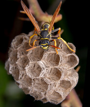 Female Worker Polistes Nympha Wasp Protecting His Nest