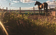 © Cavan Images - brown horse on farm looking at horizon with sunset