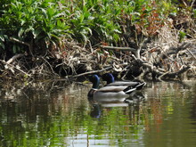 Two Ducks On The Water Near The Shore