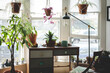 © Cavan Images - Desk in bright study with plants and large windows