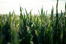 Beautiful Close Up Of Rich Green Grass In Morning Light With Rain Or Dew Water Drops And Bokeh