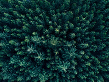 Aerial Overhead View Of Tree Tops In Super Rich Dark Green Color Shot In Germany