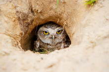 Burrowing Owl (Athene Cunicularia) Sitting In The Nest Hole  In The Netherlands