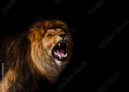 Portrait of a Beautiful lion, furious lion in dark Tableau sur Toile