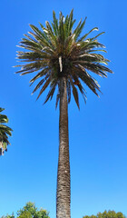 Wall Mural - Palm trees in Promenade Dom Carlos I Avenue at Douro River Mouth (Foz do Douro) in Porto, Portugal.