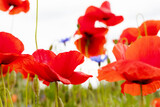 Fototapeta Kwiaty - .beautiful poppy field bright colored flower background very close in good weather with sunlight on a summer day