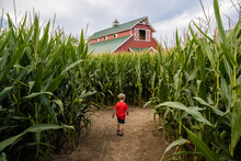 Kid In Red Shirt Running Through Corn Maze With Barn In The Background