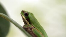 The Breathing Of A Tiny Green Frog Sitting On A Stem - Macro Footage
