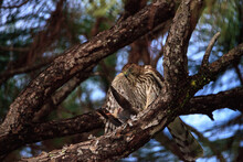 Juvenile Light Morph Red-tailed Hawk Buteo Jamaicensis Eats A Blue Jay
