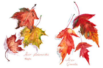 set of autumn maple leaves acer platanoides and acer ginnala, watercolor drawing on a white backgrou