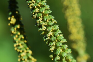 Wall Mural - Ragweed /  Asteraceae annual grass /  A plant that causes hay fever