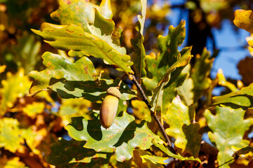 Canvas Print - Colorful autumn oak leaves and acorns on the branch of oak tree in the forest