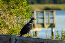 An American Black Vulture (Coragyps Atratus) Is Perching On The Wooden Barriers By The Road In Eastern Neck Island On A Sunny Afternoon. This Is A Common Vulture Native To New World.