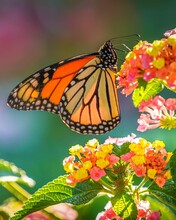 Beautiful Monarch Butterfly On A Flower