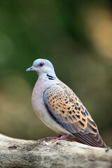 Canvas Print - The European turtle dove (Streptopelia turtur) sitting on the branch with green background. Forest turtle sitting on a branch with a green background.