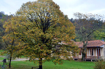 Georgia Republic - Gelati Monastery Magic Tree